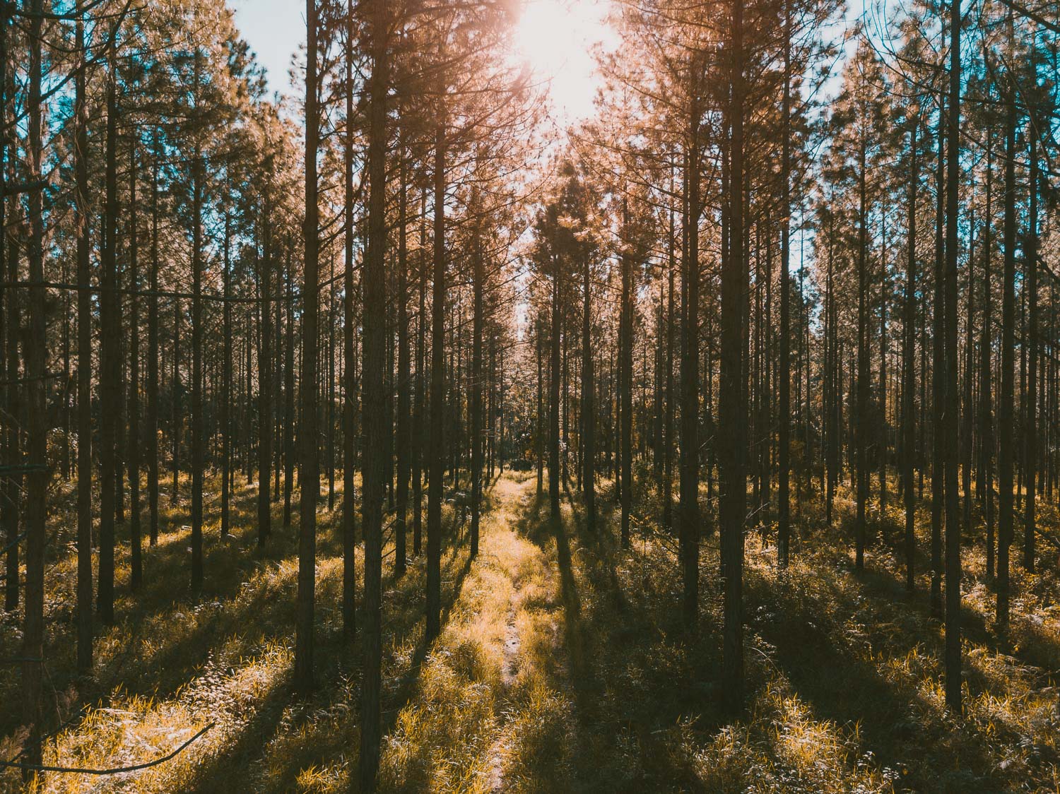 Pine Forest, Queensland